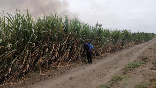 OEFA ordena a Agroindustrial Pomalca realizar estudios para establecer distancias mínimas para la quema de caña de azúcar