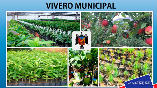 Proyecto de Desarrollo Productivo en Frutales.