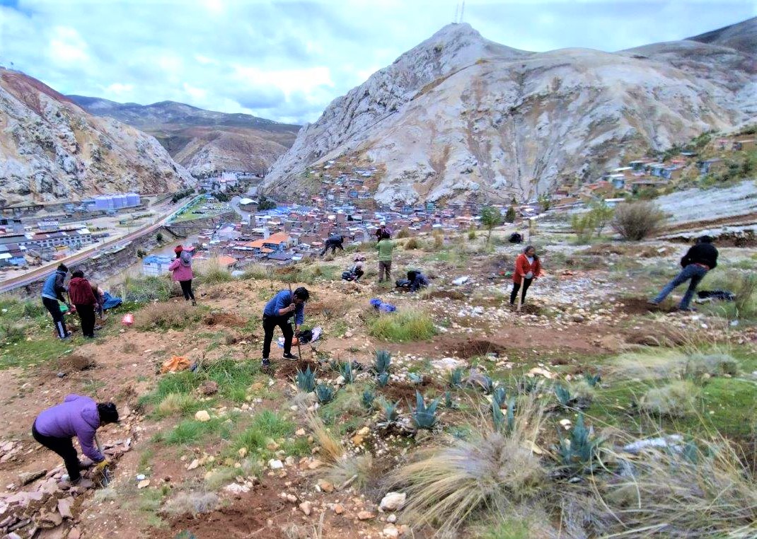 ELECTROCENTRO reverdece la Oroya con jornada de plantación de 1600 árboles