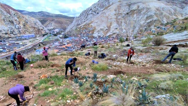 ELECTROCENTRO reverdece la Oroya con jornada de plantación de 1600 árboles