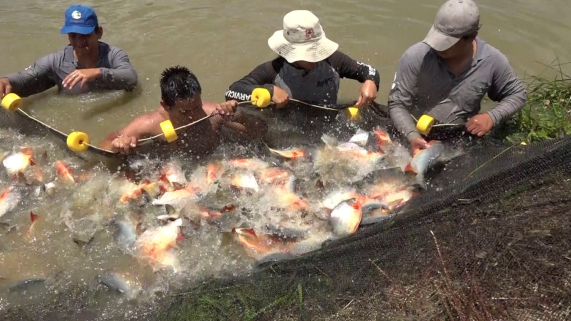 PESCADORES