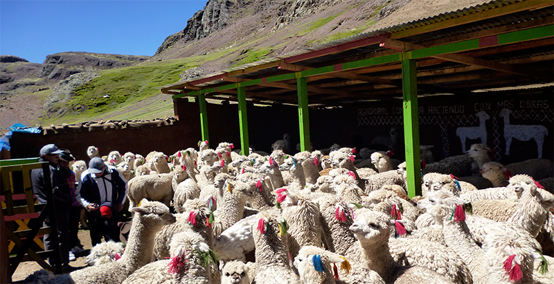 Entrega de cobertizos - Huancavelica