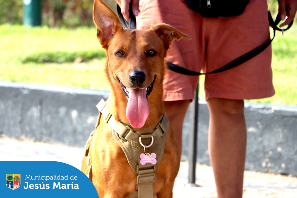 Se realizó la tercera campaña Veterinaria Municipal