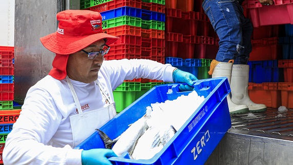 Seis toneladas de pescado en Cañete