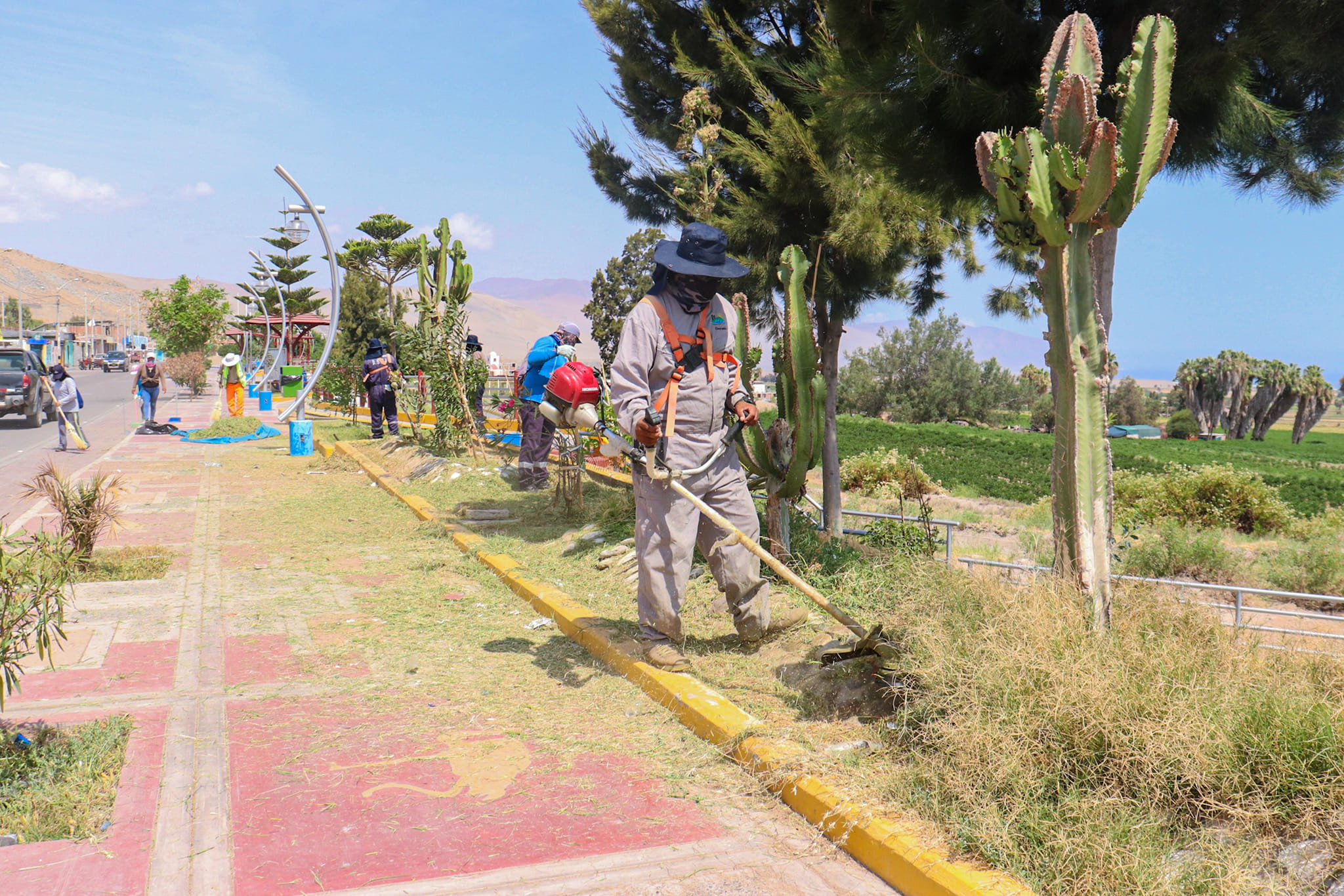 🌱🌵 Municipalidad Distrital de Ite, a través de la Gerencia de Desarrollo Social continúa realizando trabajos de mantenimiento de áreas verdes y recuperación de espacios de recreación.