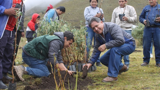 ELECTROCENTRO y comunidades altoandinas sembraron 2 mil árboles en Huánuco