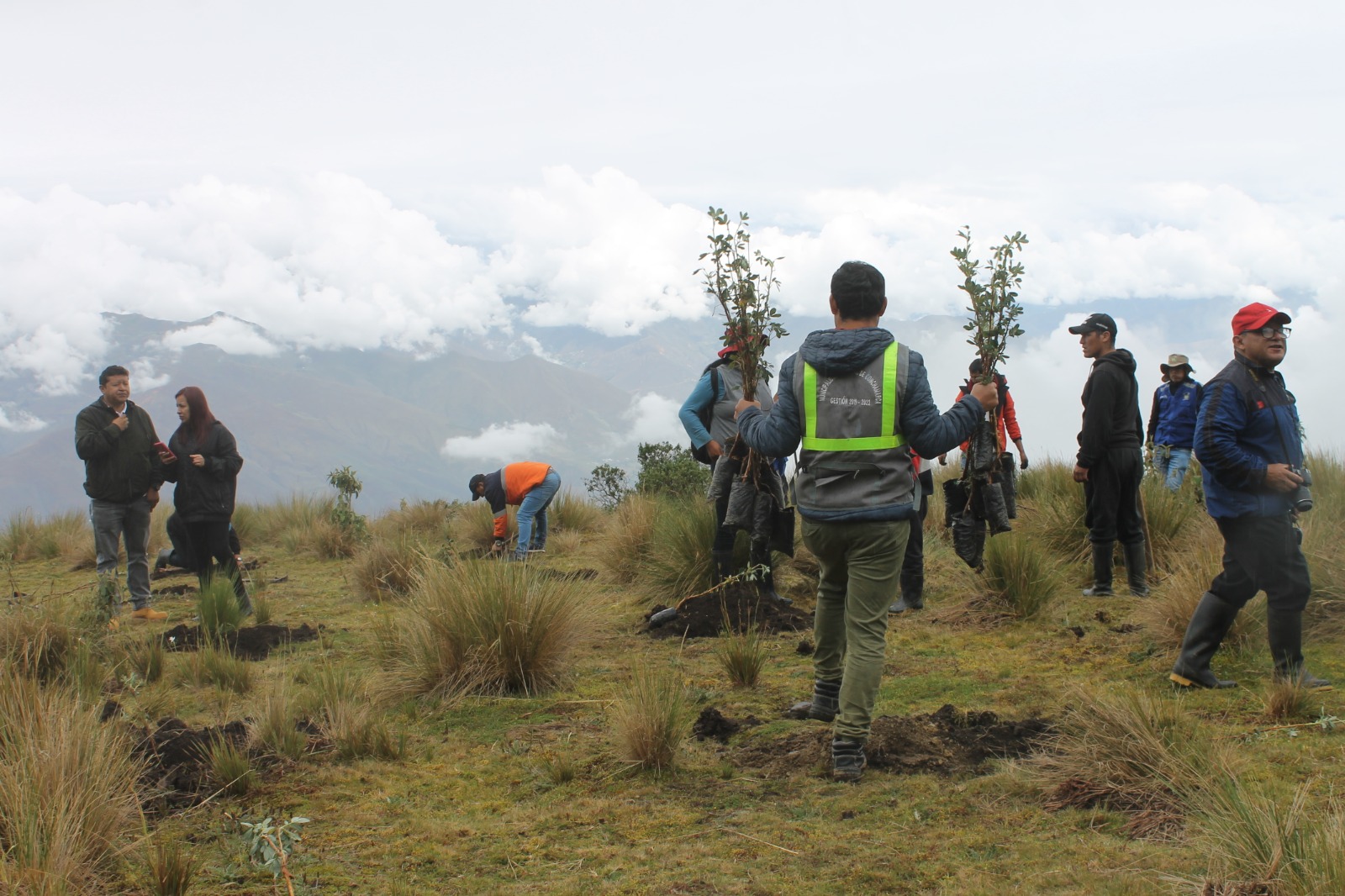 ELECTROCENTRO y comunidades altoandinas sembraron 2 mil árboles en Huánuco