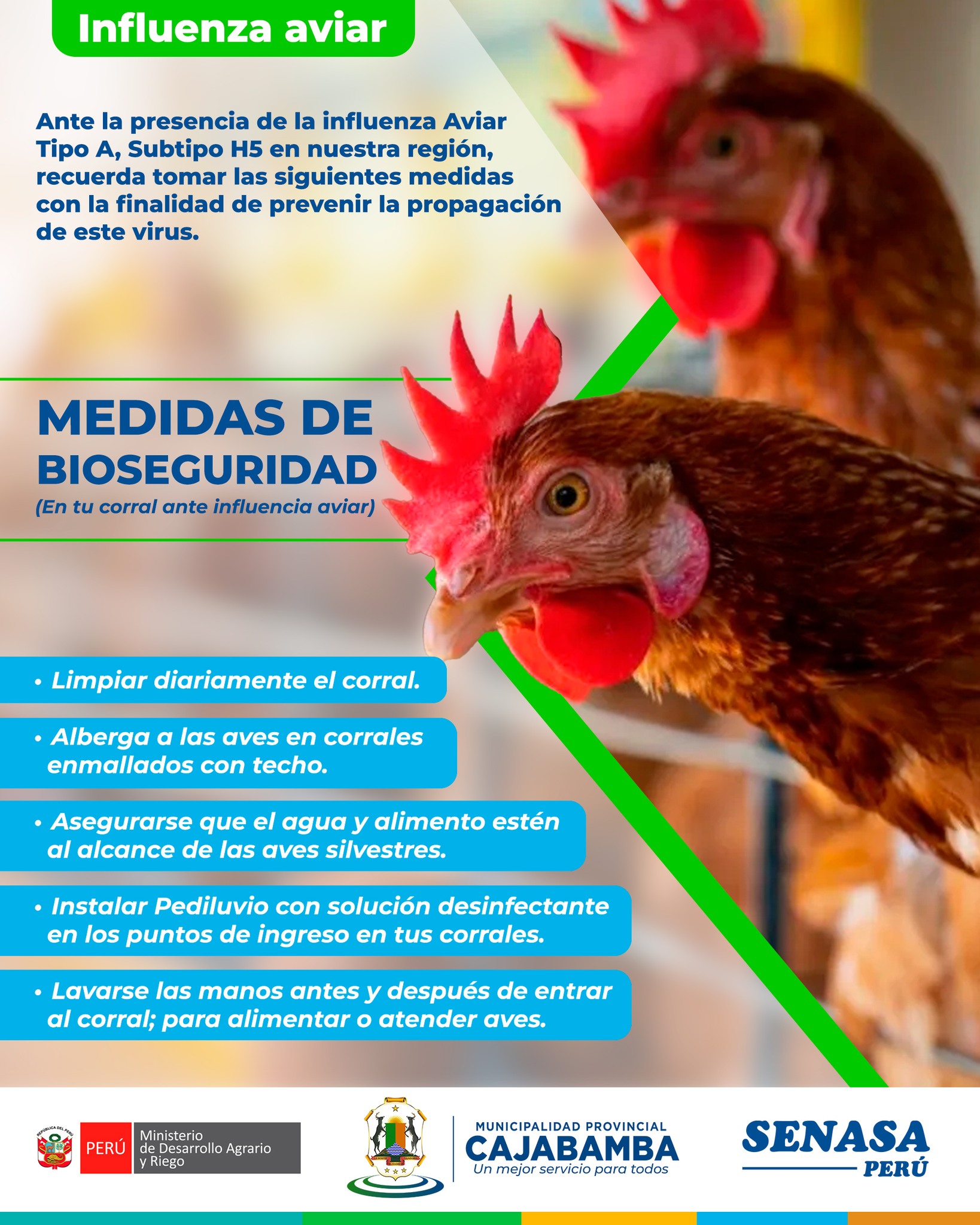 Medidas Para Proteger Nuestras Aves De La Gripe Aviar