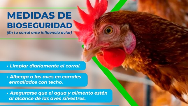 Medidas Para Proteger Nuestras Aves De La Gripe Aviar