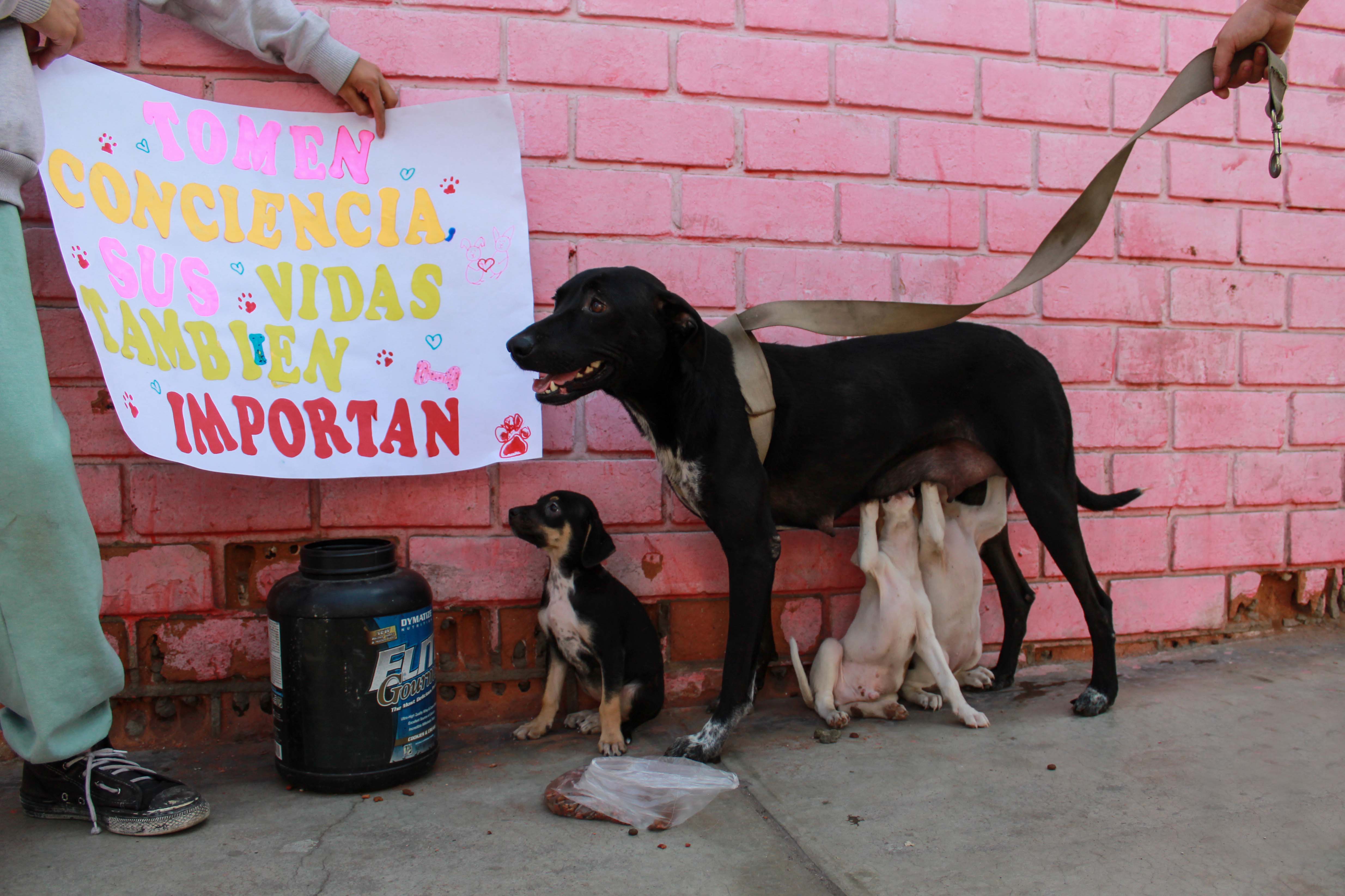 Animalitos rescatados fueron amamantados por su madre.