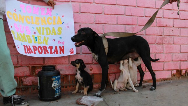 Animalitos rescatados fueron amamantados por su madre.