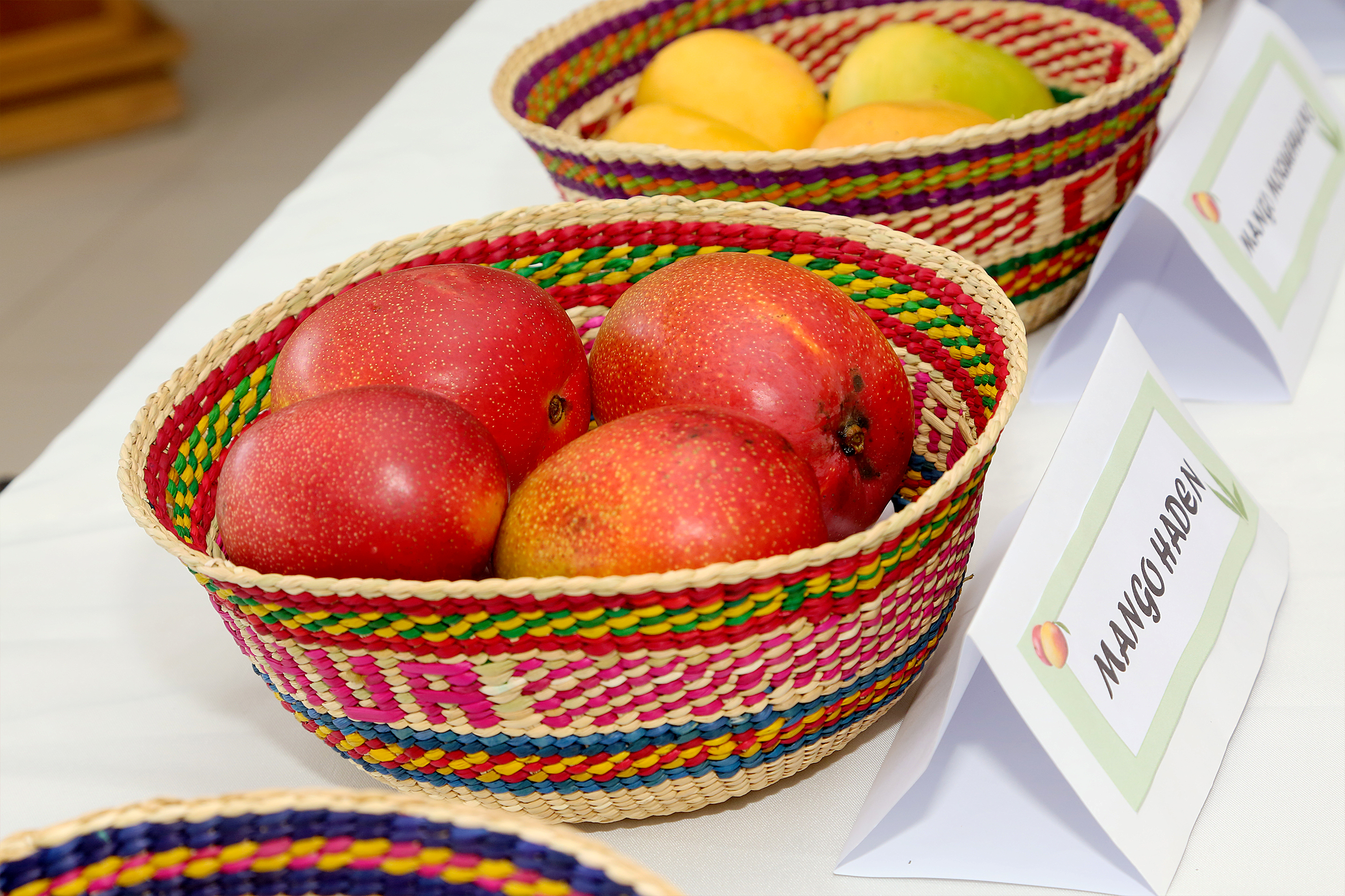 Lanzamiento del XI Festival del Mango de Cahua