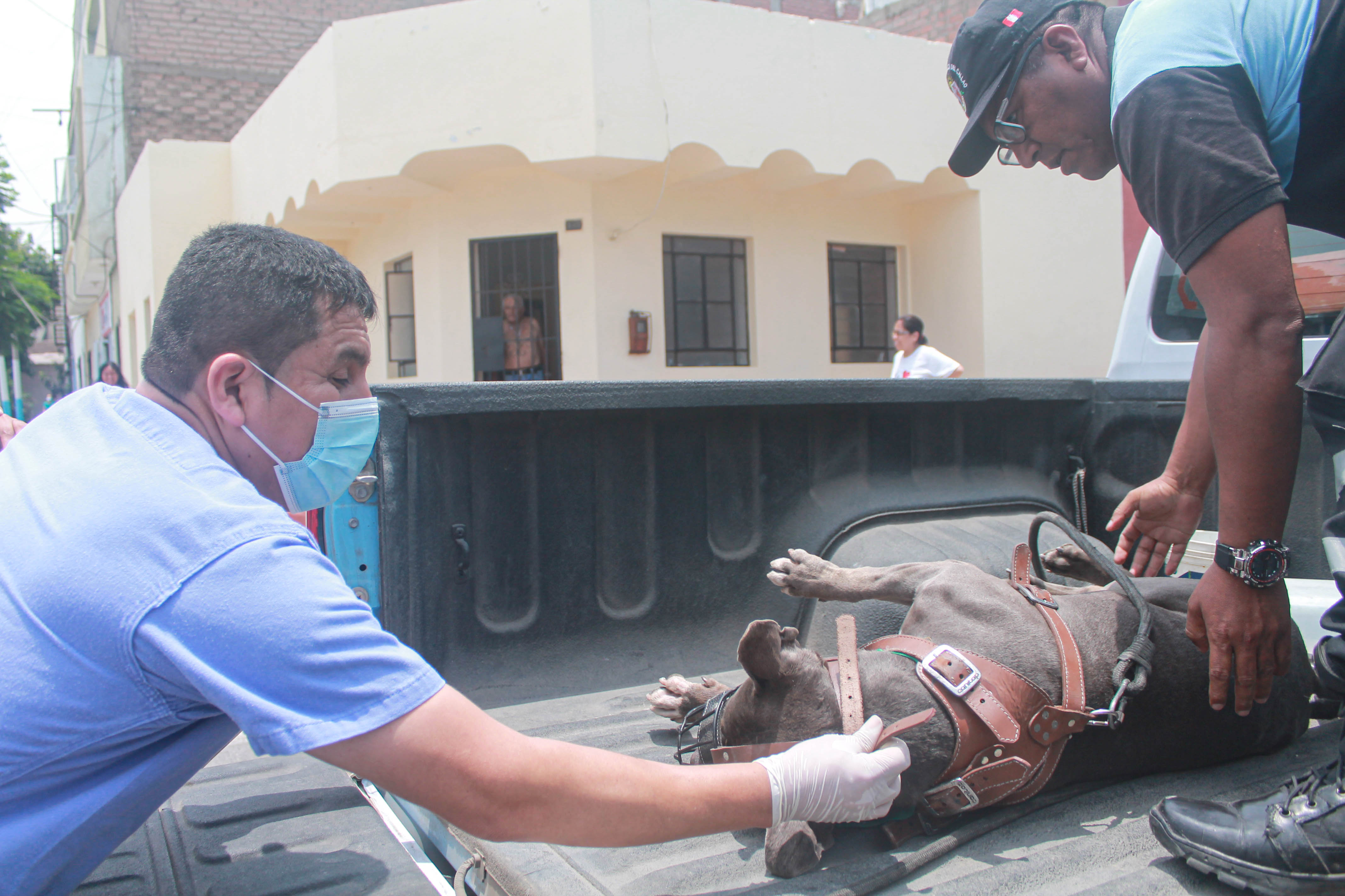¡En el Callao, también cuidamos de los animalitos!