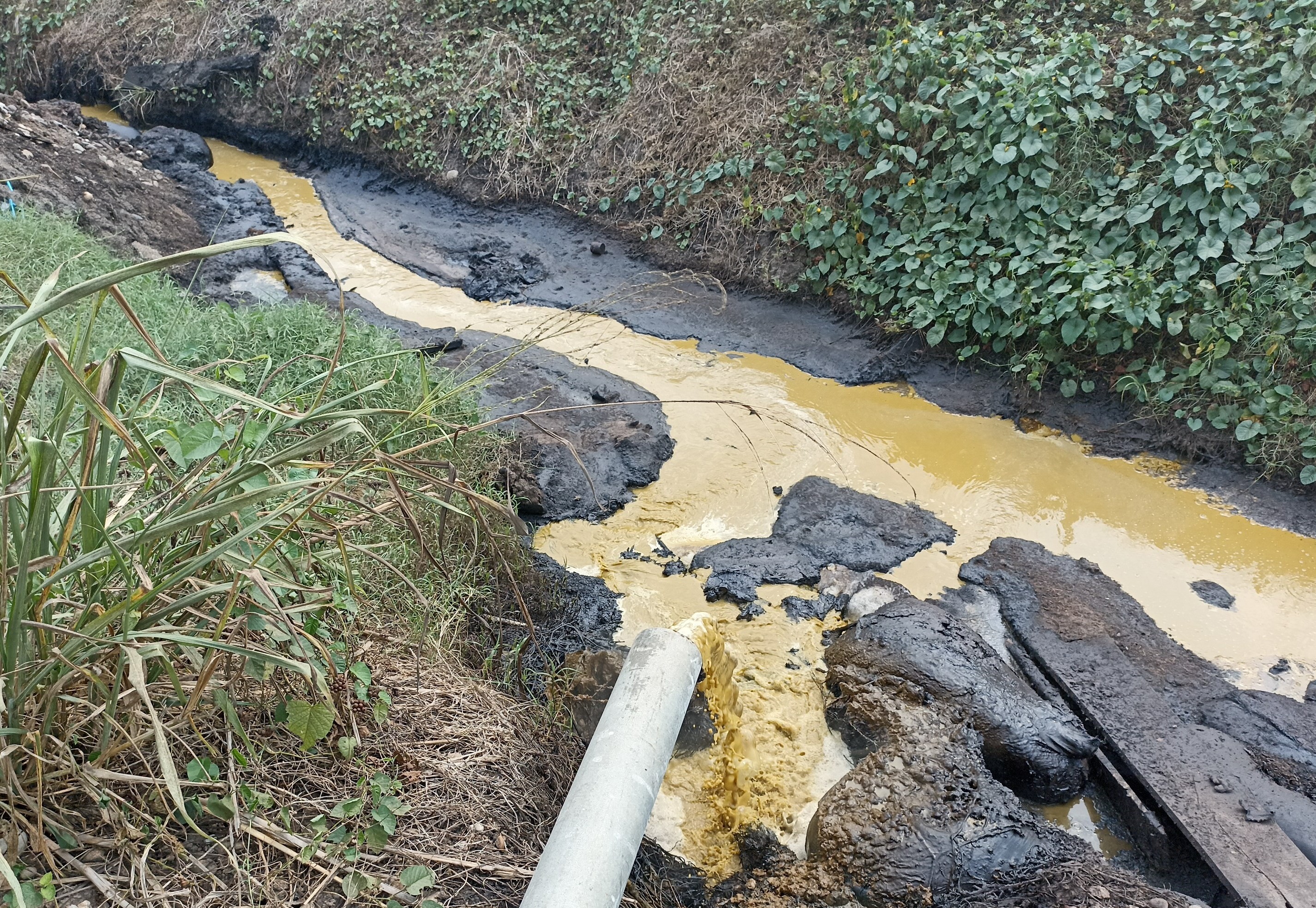 OEFA ordena a Oleaginosas Pucallpa paralizar actividades en su Planta Campo Verde
