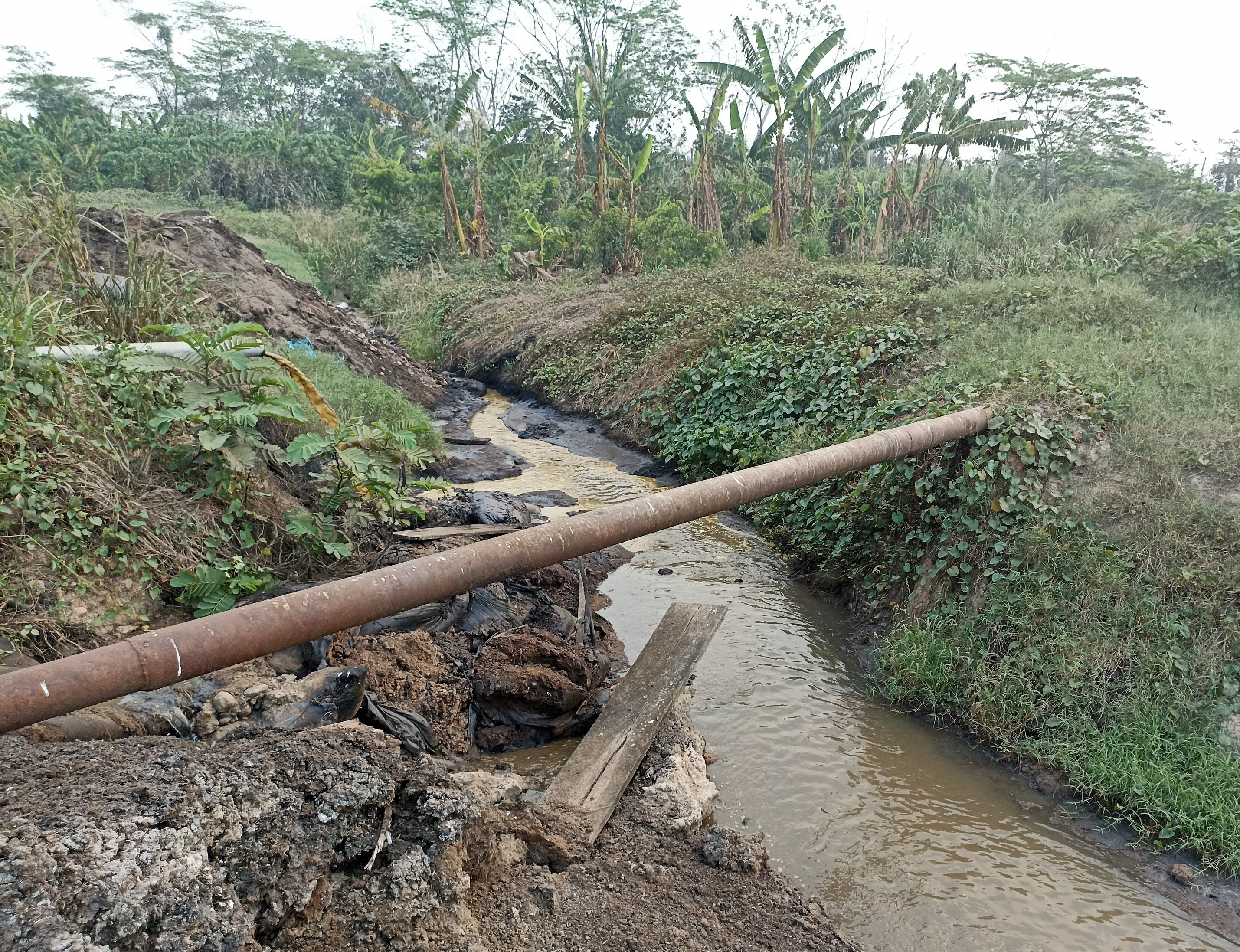 OEFA ordena a Oleaginosas Pucallpa paralizar actividades en su Planta Campo Verde