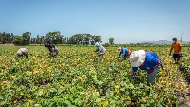 Agricultores en el campo