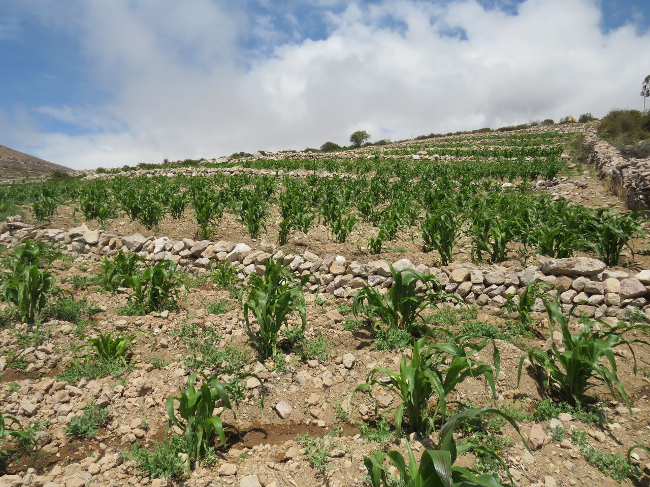 MIDAGRI y Southern Perú