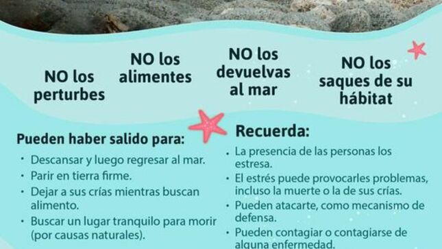 Lobos Marinos.jpg