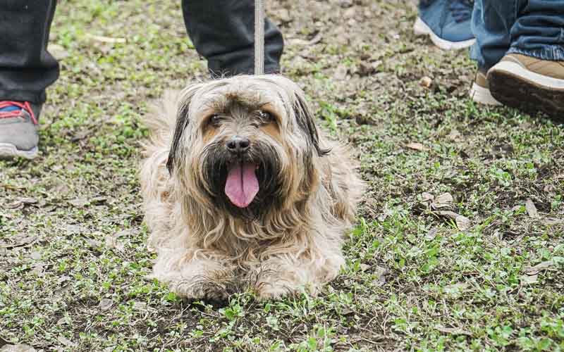 imagen3 de Diris Lima Centro brinda consejos para cuidar a tu mascota en este verano