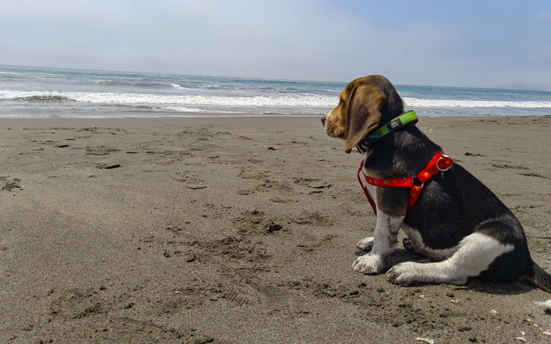 imagen4 de Diris Lima Centro brinda consejos para cuidar a tu mascota en este verano
