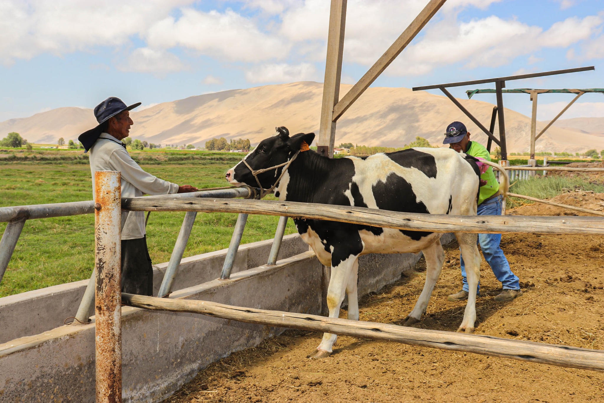 🔰 Con la finalidad de mejorar la calidad genética del ganado vacuno y la producción de leche.