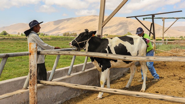 🔰 Con la finalidad de mejorar la calidad genética del ganado vacuno y la producción de leche.