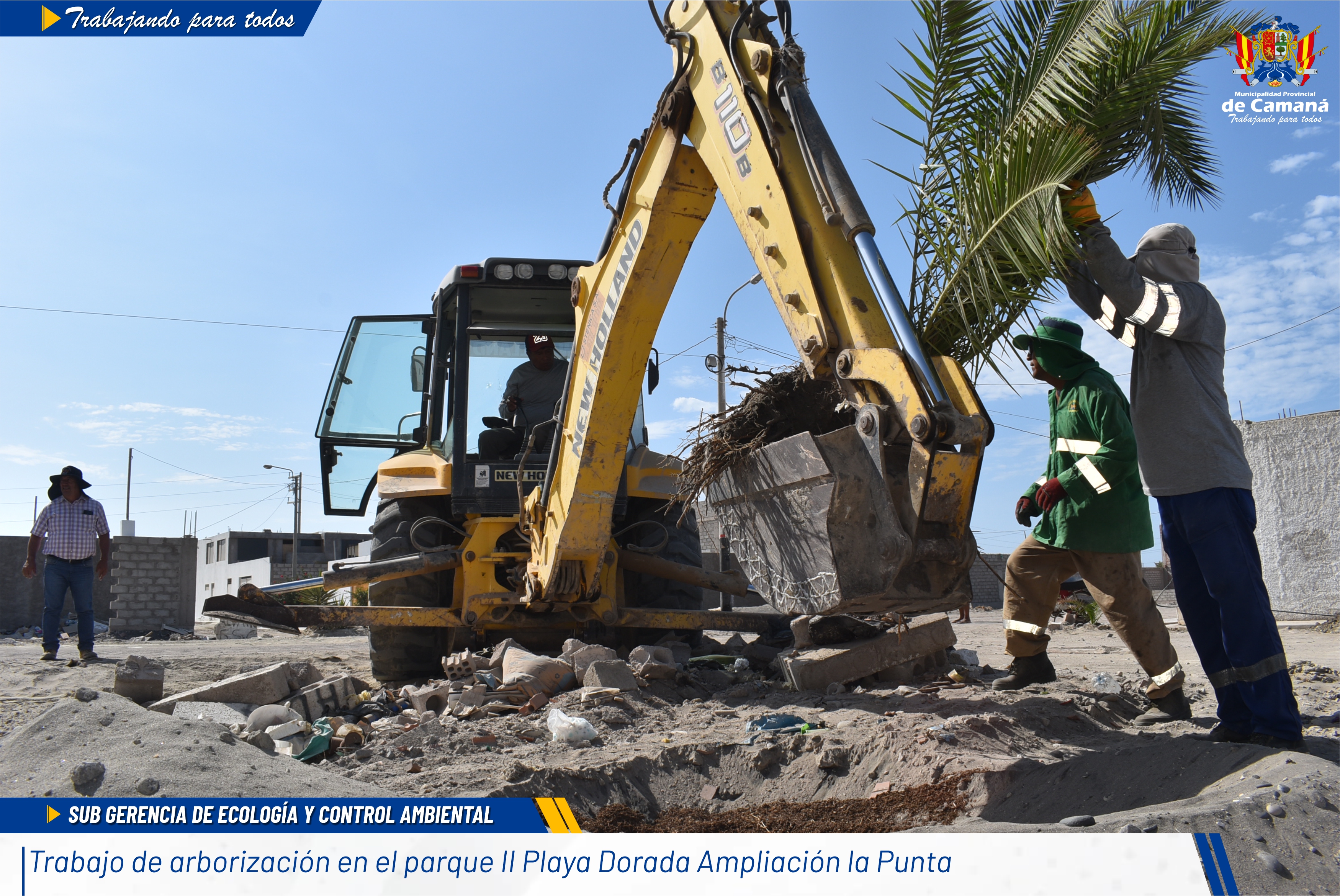 Municipalidad Provincial De Camaná Realizó Arborización En Balnearios “Punta Dorada”