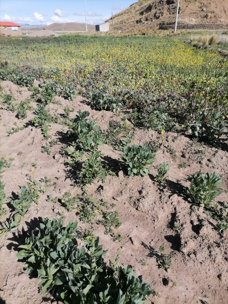 campaña agricola en riesgo