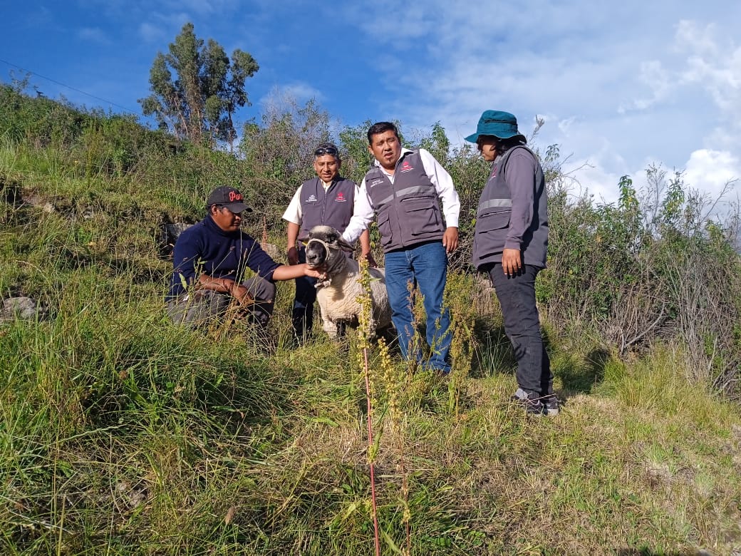 Proyecto de mejoramiento del “ganado ovino” inicia asistencia técnica en Tarata y Candarave