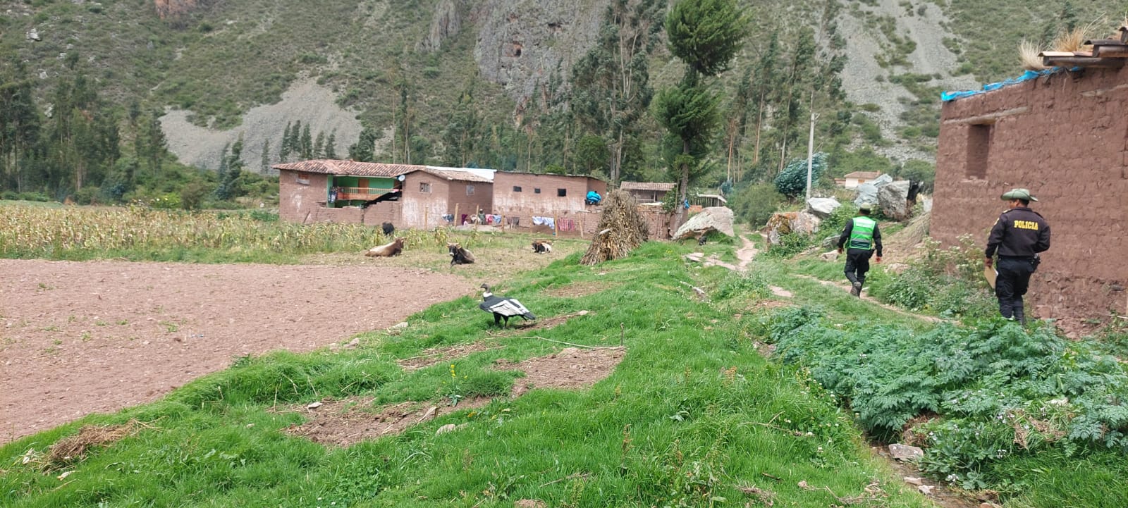 cóndor1