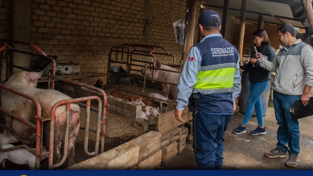 Fiscalización de Local Utilizado para la Crianza de Cerdos