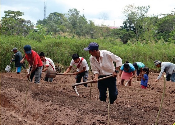 Producción hortícola