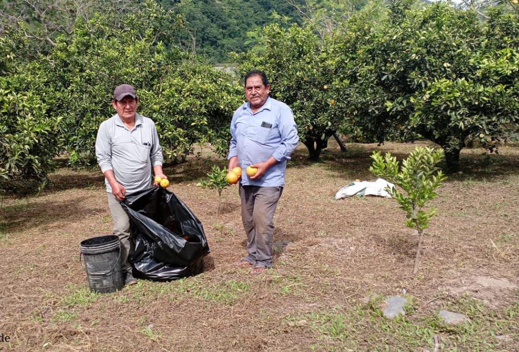 visita de campo
