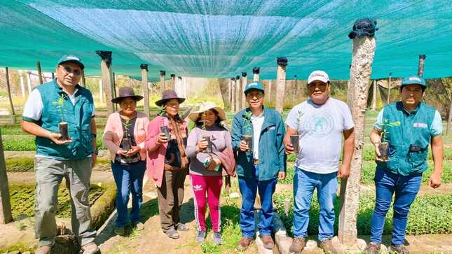 Plantones Eucalipto - Tacna
