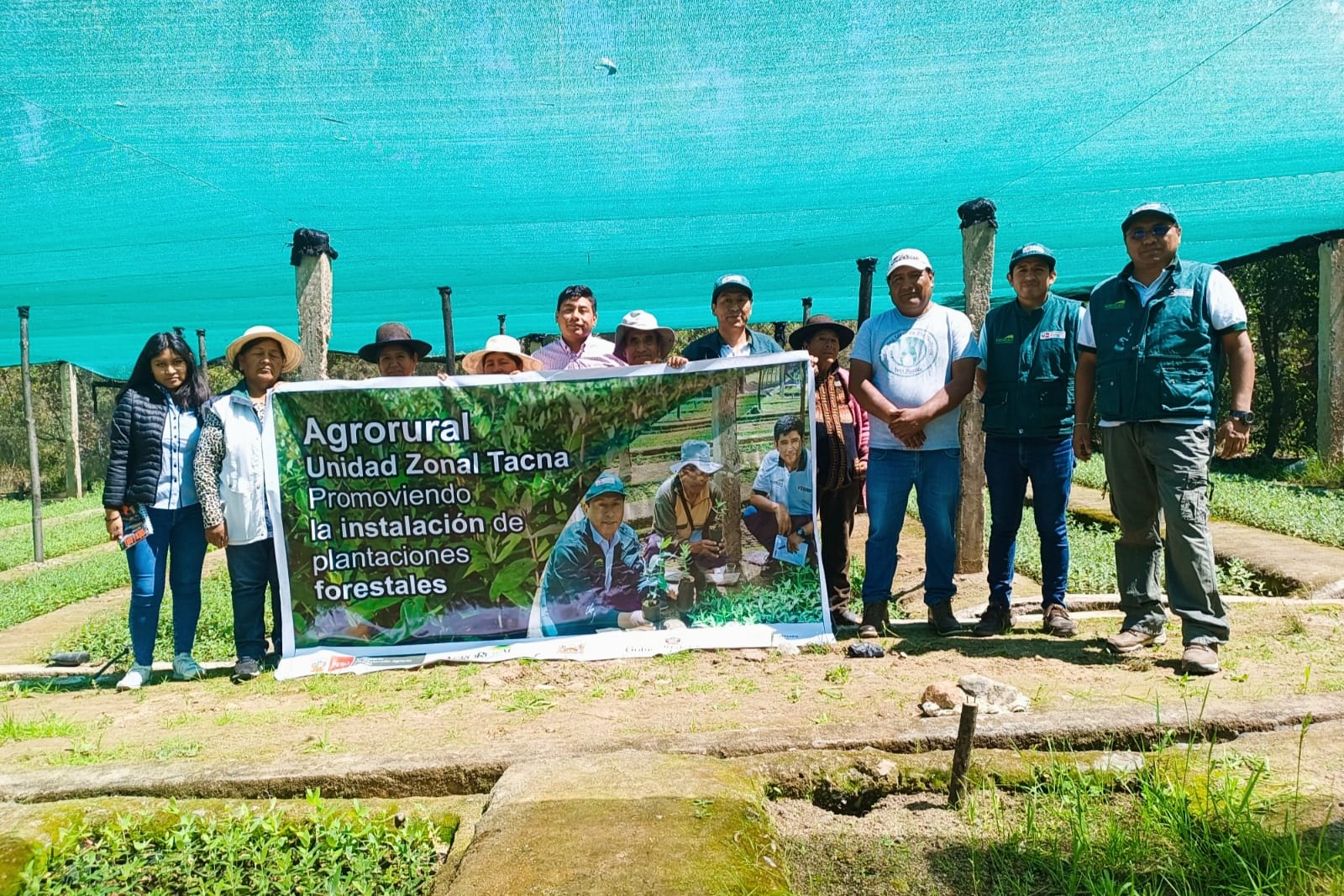 Plantones Eucalipto - Tacna