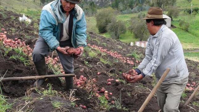 Más de 100 agricultores de Sinsicap participarán en escuelas de campo