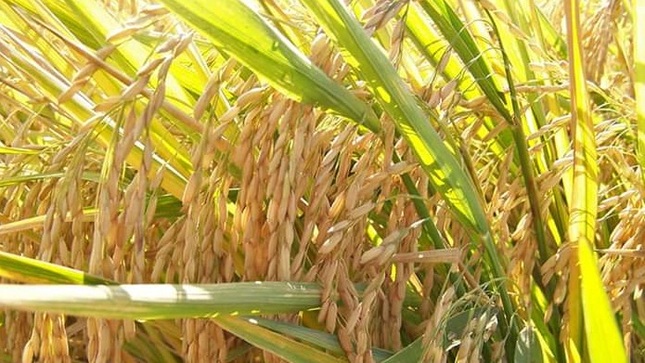 Primer Festival Y Novena Cosecha De Arroz En Camaná