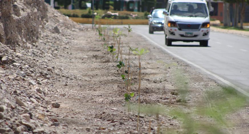 Con el fin de proteger el medio ambiente, ante los efectos del cambio climático y tener mayor aire fresco que permita contrarrestar la intensa radiación solar de la ciudad