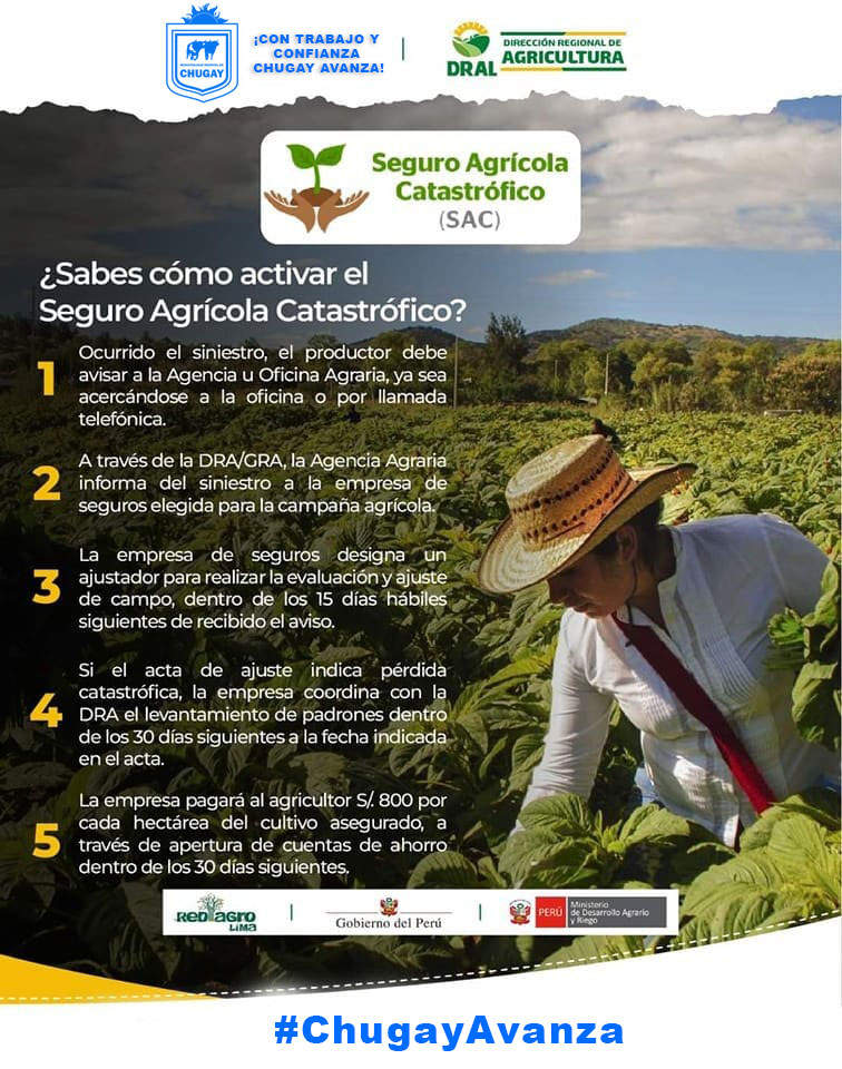 Si tus cultivos han sido afectados por las fuertes lluvias, el MIDAGRI pone a disposición el Seguro Agrícola Catastrófico (SAC). Acércate a la agencia agraria más cercana y actívalo.