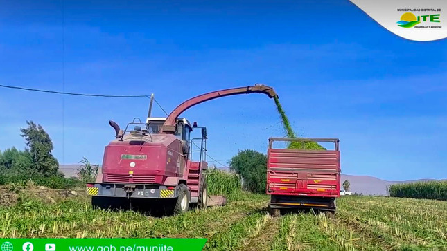 🌾La Municipalidad Distrital de Ite a través de la Gerencia de Desarrollo Económico pone en funcionamiento la 𝗺𝗮𝗾𝘂𝗶𝗻𝗮𝗿𝗶𝗮 𝗮𝘂𝘁𝗼𝗽𝗿𝗼𝗽𝘂𝗹𝘀𝗮𝗱𝗮 para el maíz forrajero.