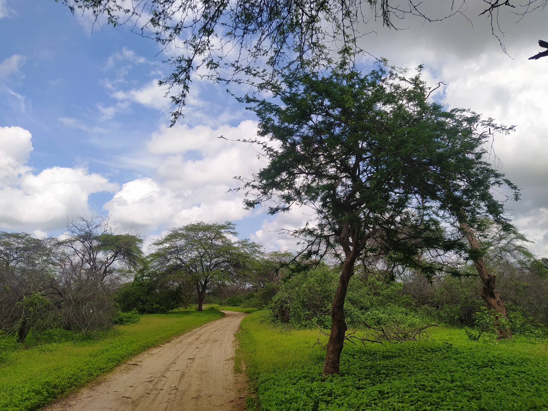 piura3