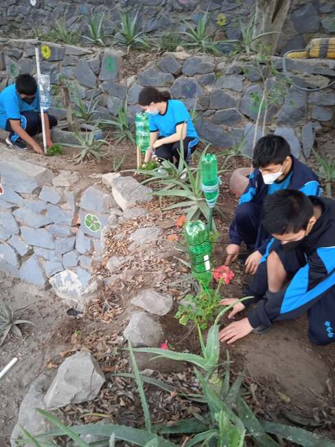Estudiantes siembran arbolitos en la ie 6151 san luis gonzaga de sjm