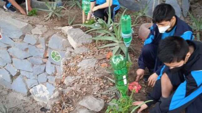 Estudiantes siembran arbolitos en la ie 6151 san luis gonzaga de sjm