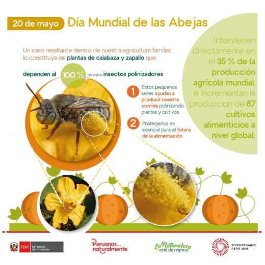 20 mayo: día mundial de las abejas