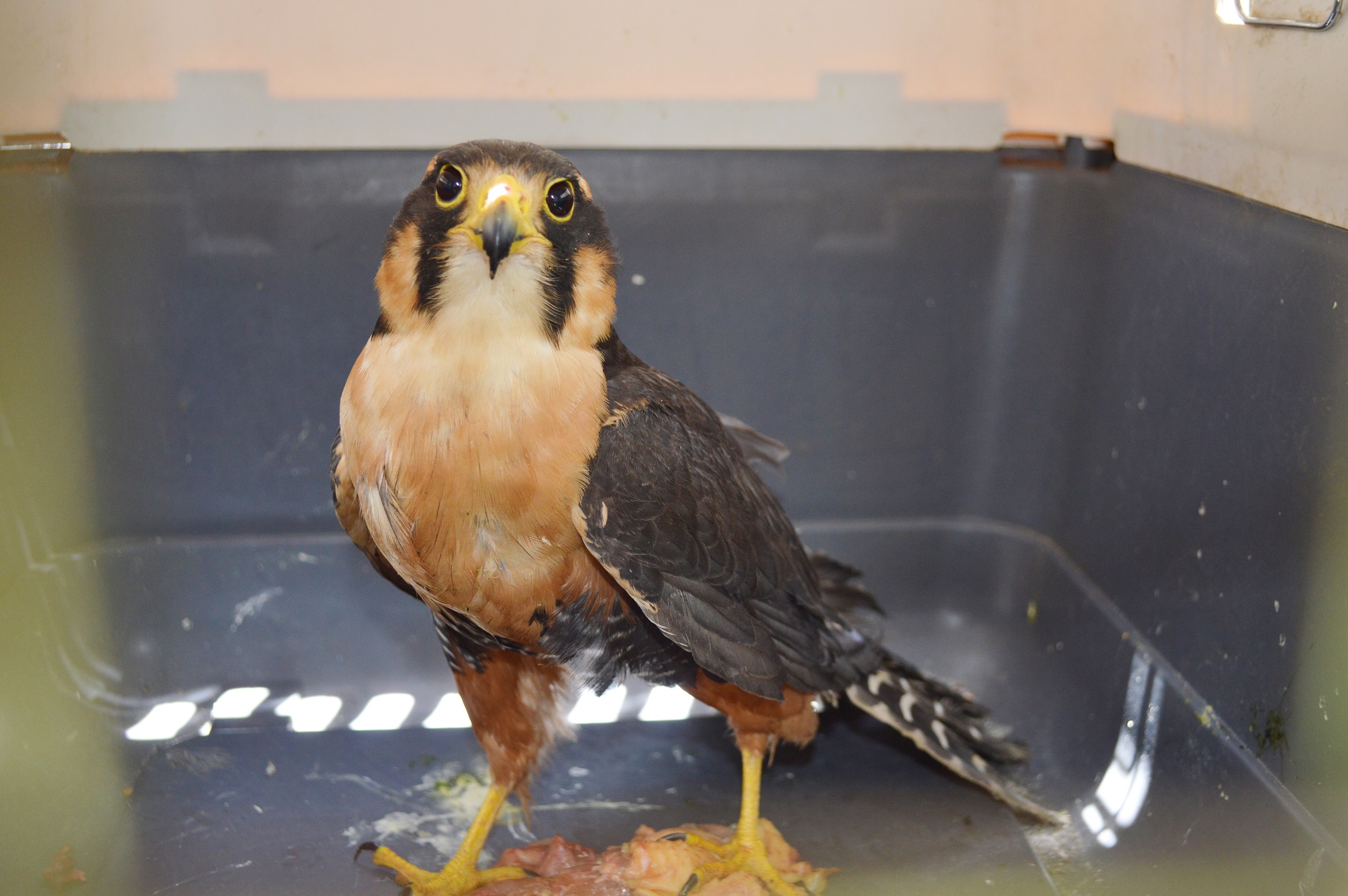 falco1