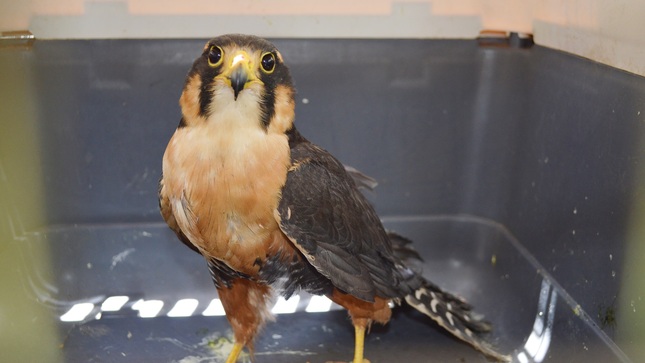 falco1
