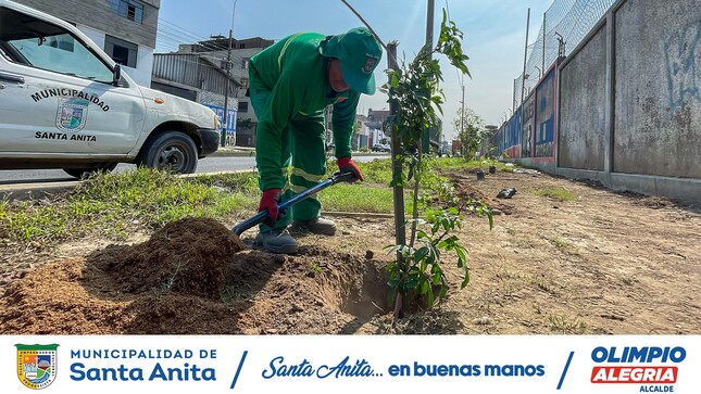 Nuestro personal de Áreas Verdes de la Municipalidad de Santa Anita realizó el sembrado árboles en la Av. Avutardas, Con esta acción buscamos fomentar un ambiente más saludable y sostenible para todos los vecinos.
#olimpioalegria
#santaanitaenbuenasmanos
#Áreasverdes