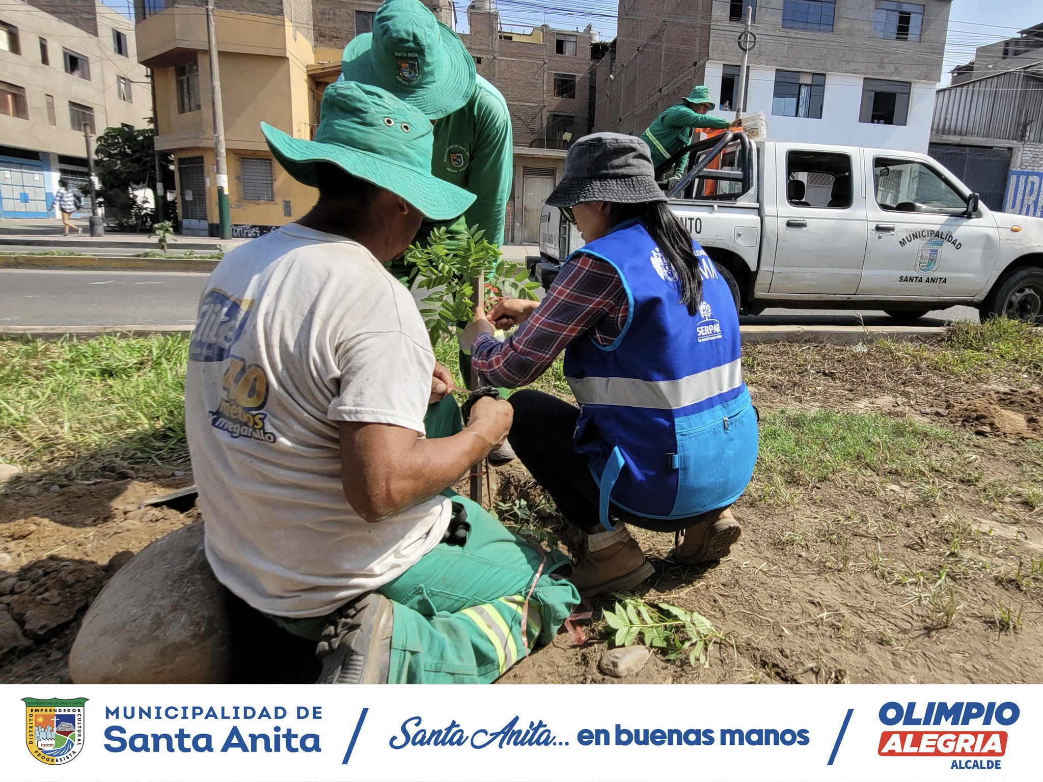 Nuestro personal de Áreas Verdes de la Municipalidad de Santa Anita realizó el sembrado árboles en la Av. Avutardas, Con esta acción buscamos fomentar un ambiente más saludable y sostenible para todos los vecinos.
#olimpioalegria
#santaanitaenbuenasmanos
#Áreasverdes