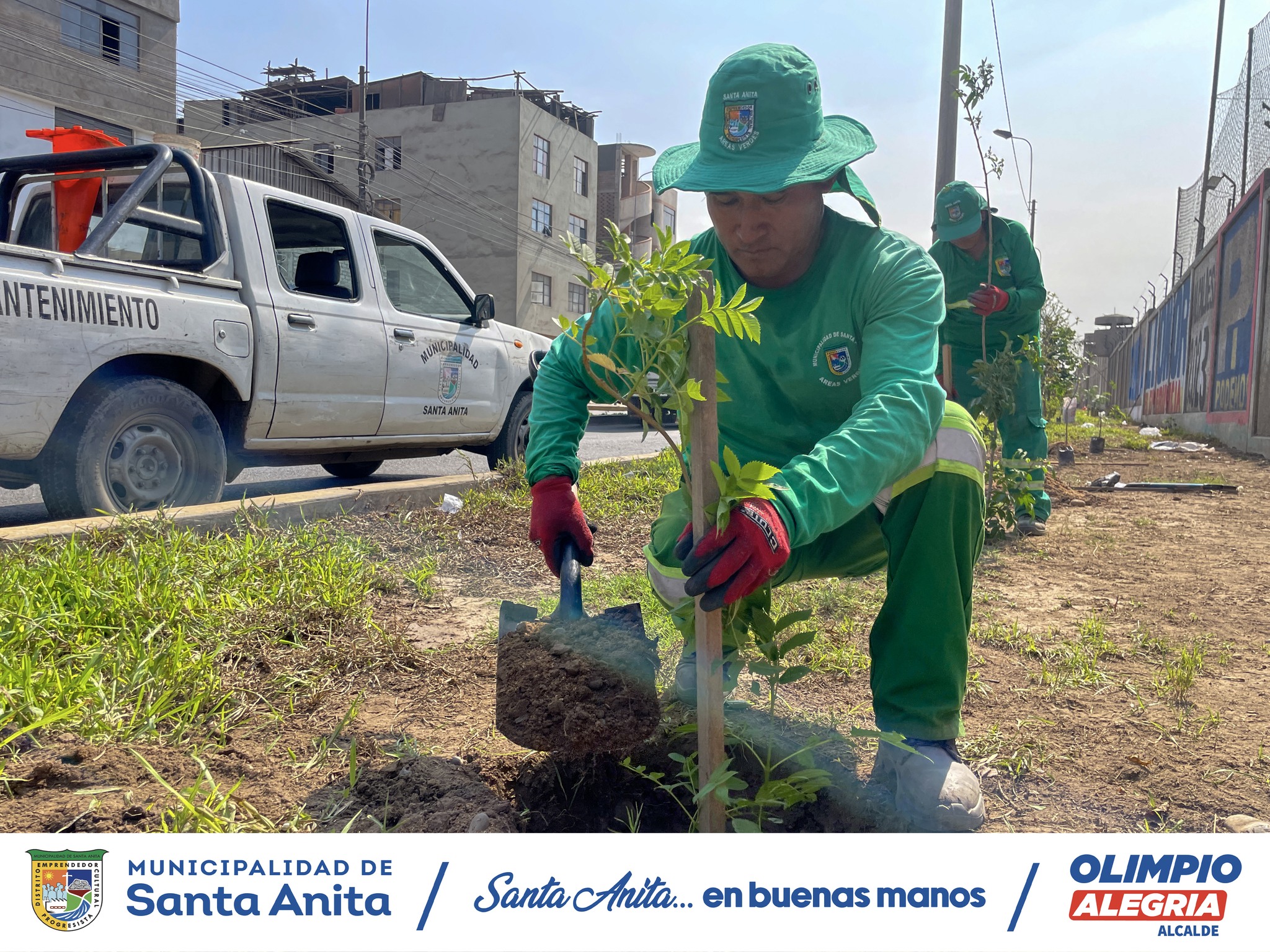 Nuestro personal de Áreas Verdes de la Municipalidad de Santa Anita realizó el sembrado árboles en la Av. Avutardas, Con esta acción buscamos fomentar un ambiente más saludable y sostenible para todos los vecinos.
#olimpioalegria
#santaanitaenbuenasmanos
#Áreasverdes