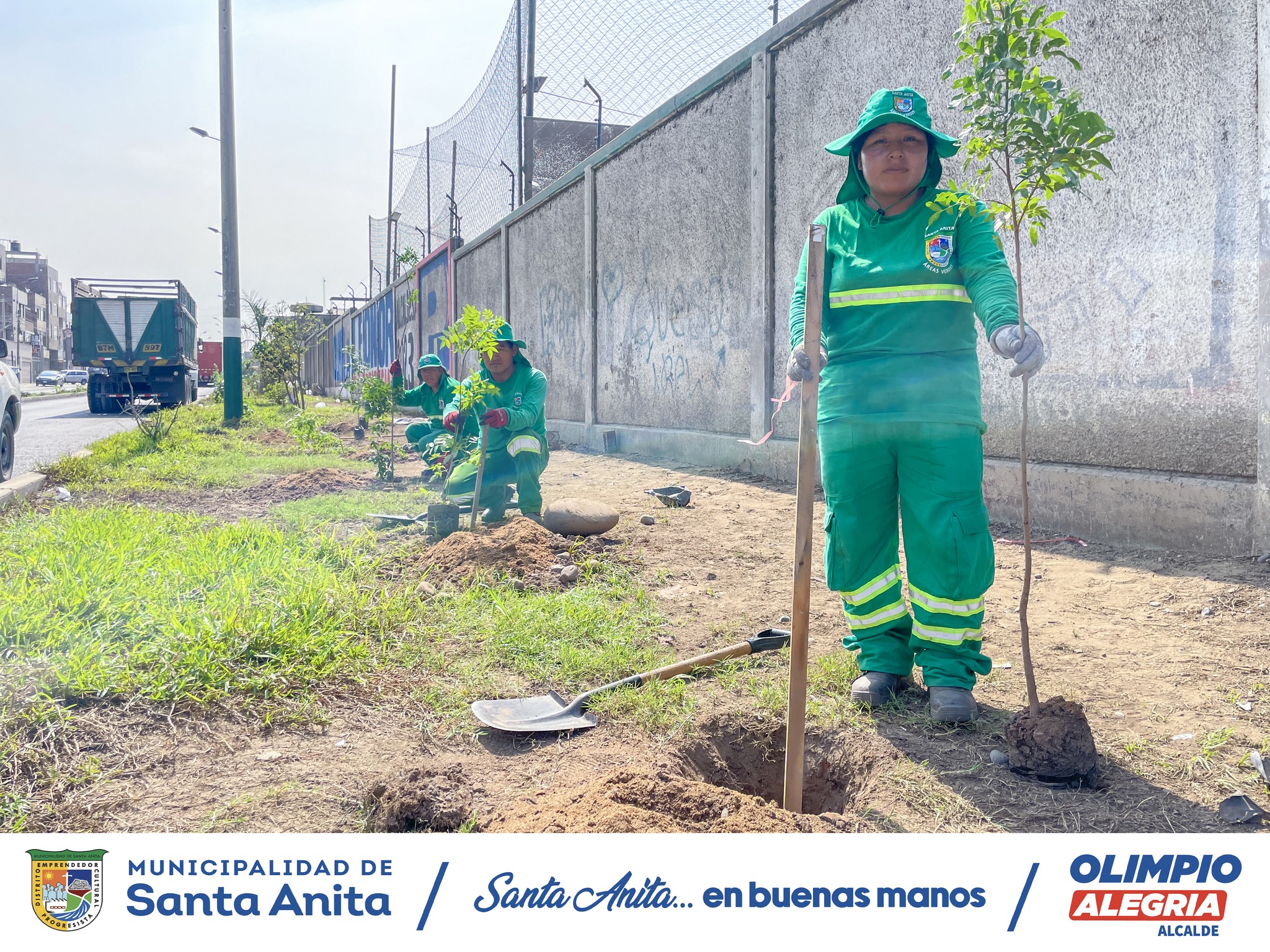 Nuestro personal de Áreas Verdes de la Municipalidad de Santa Anita realizó el sembrado árboles en la Av. Avutardas, Con esta acción buscamos fomentar un ambiente más saludable y sostenible para todos los vecinos.
#olimpioalegria
#santaanitaenbuenasmanos
#Áreasverdes